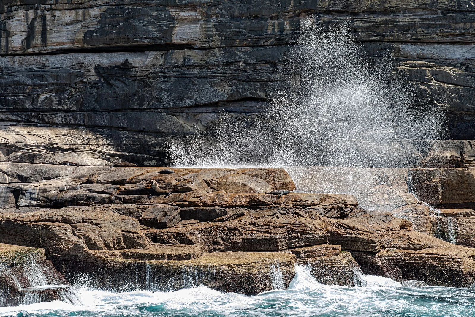 Sydney (AU), Coast, Australian Fur Seals -- 2019 -- 3489.jpg
