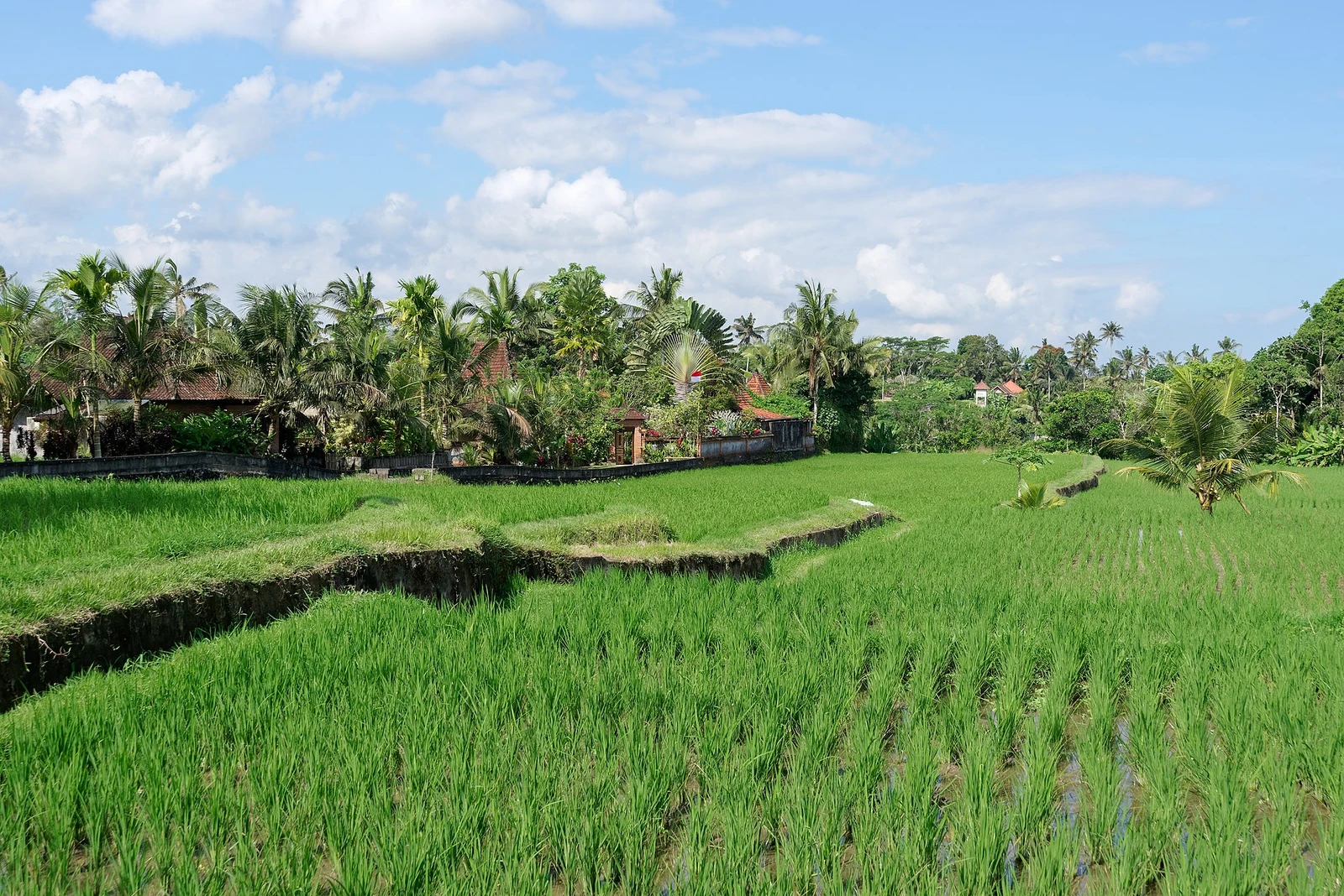 Fields in Ubud, Bali, Indonesia, 20220822 1359 0130.jpg