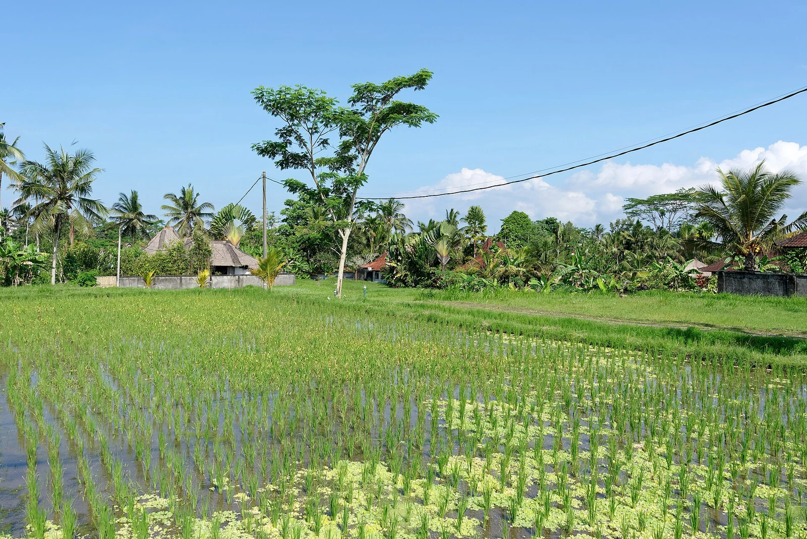 Fields in Ubud, Bali, Indonesia, 20220822 1400 0132.jpg