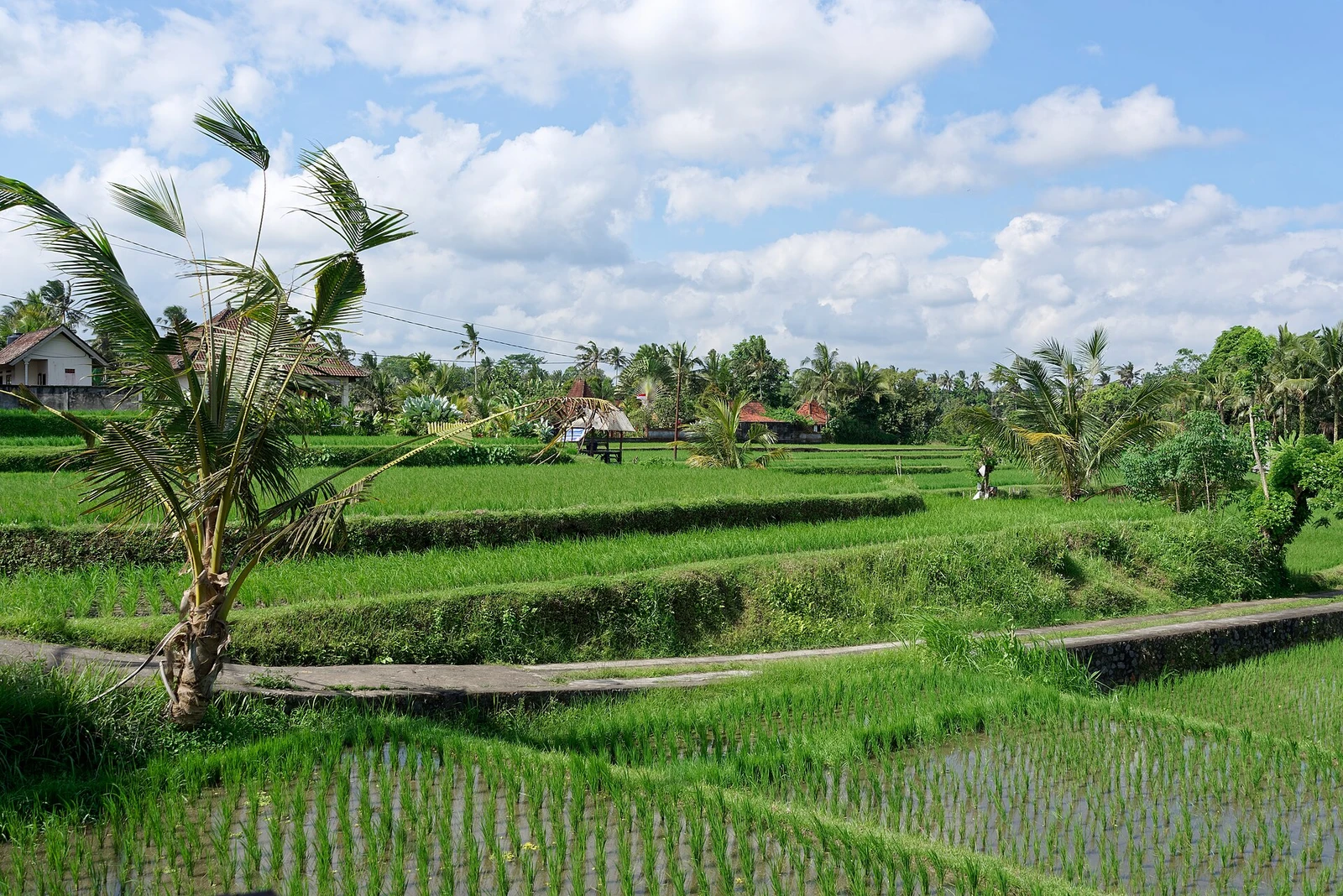 Fields in Ubud, Bali, Indonesia, 20220822 1344 0125.jpg