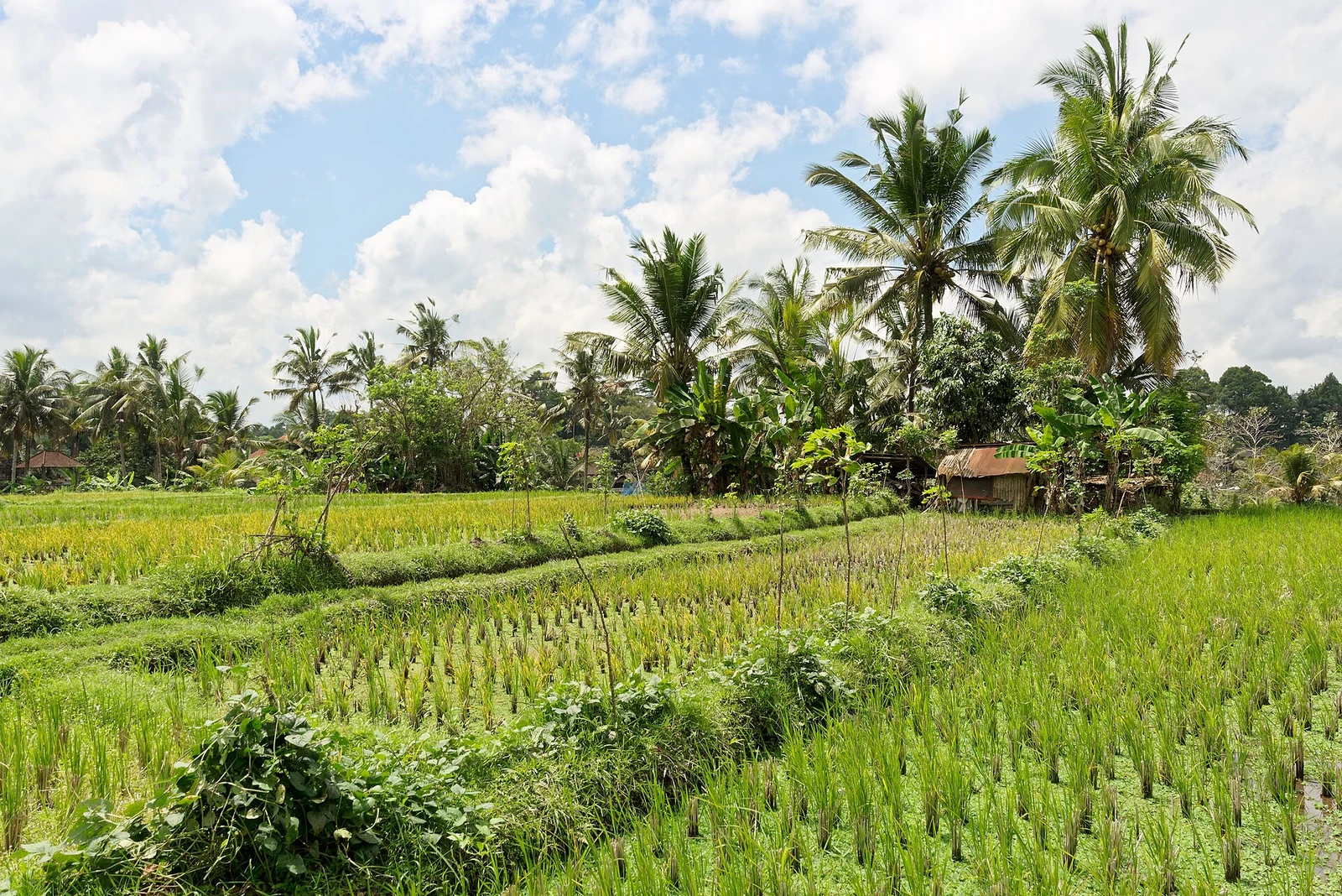 Fields in Ubud, Bali, Indonesia, 20220823 1052 0411.jpg