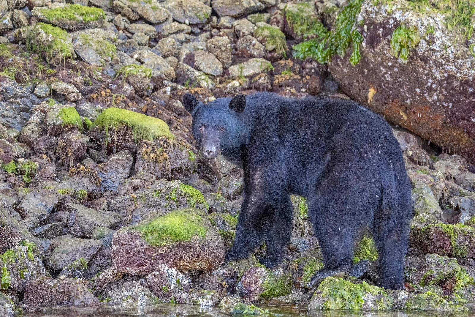 Vancouver Island black bear (Ursus americanus vancouveri) Tofino 4.jpg