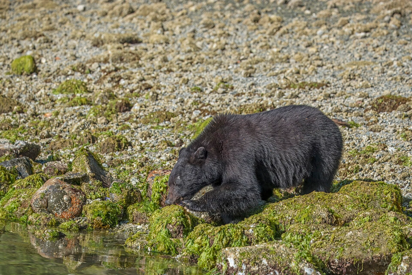 Vancouver Island black bear (Ursus americanus vancouveri) Tofino.jpg