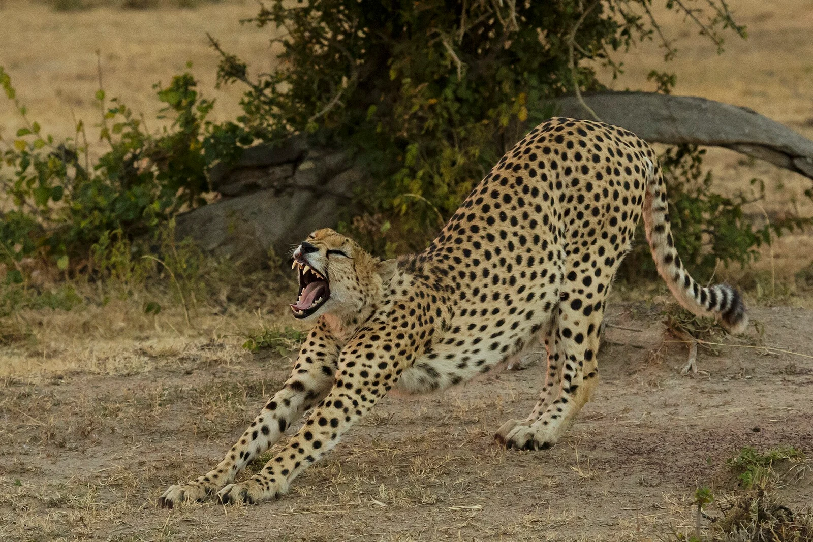 Masai Mara National Reserve 07 - cheetah (Acinonyx jubatus).jpg