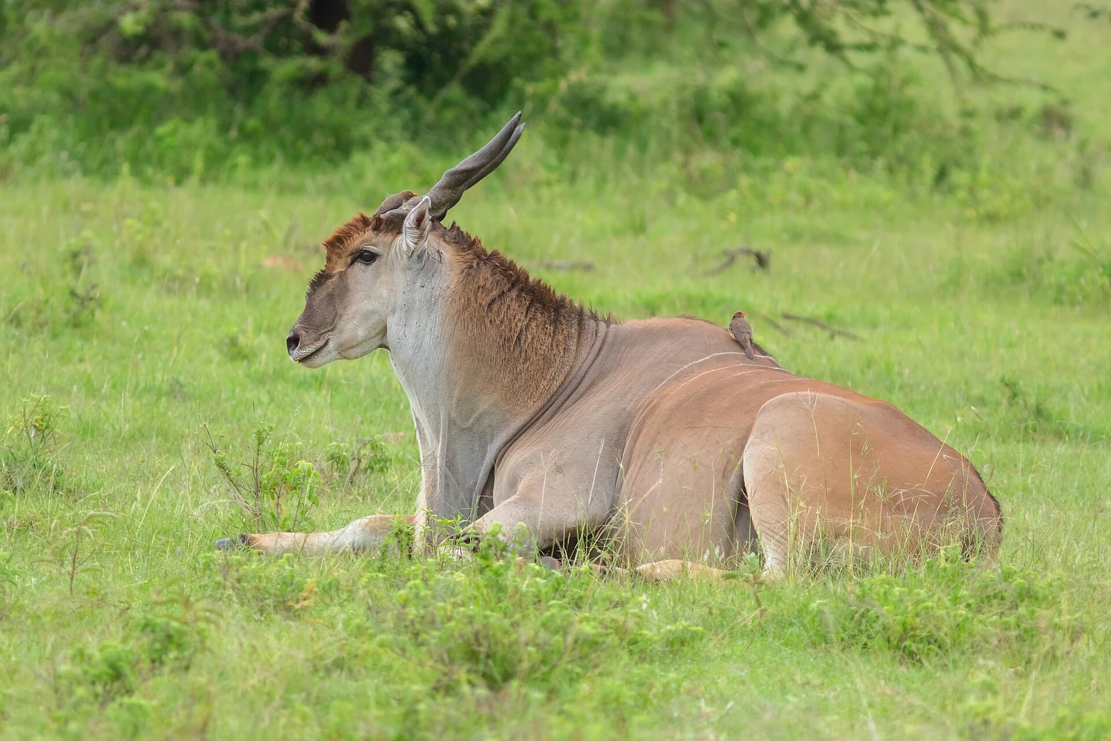 Eland común (Taurotragus oryx), reserva natural Masái Mara, Kenia, 2024-05-20, DD 08.jpg