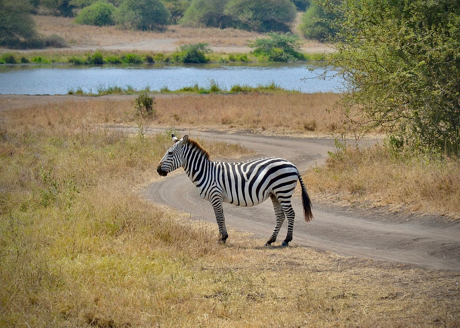 Standing zebra at Nairobi National Park.jpg