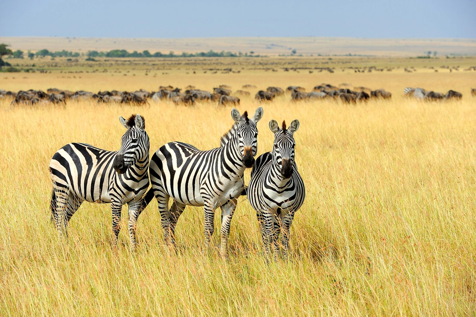 Three zebras in Masai Mara National Park, Kenya.jpg