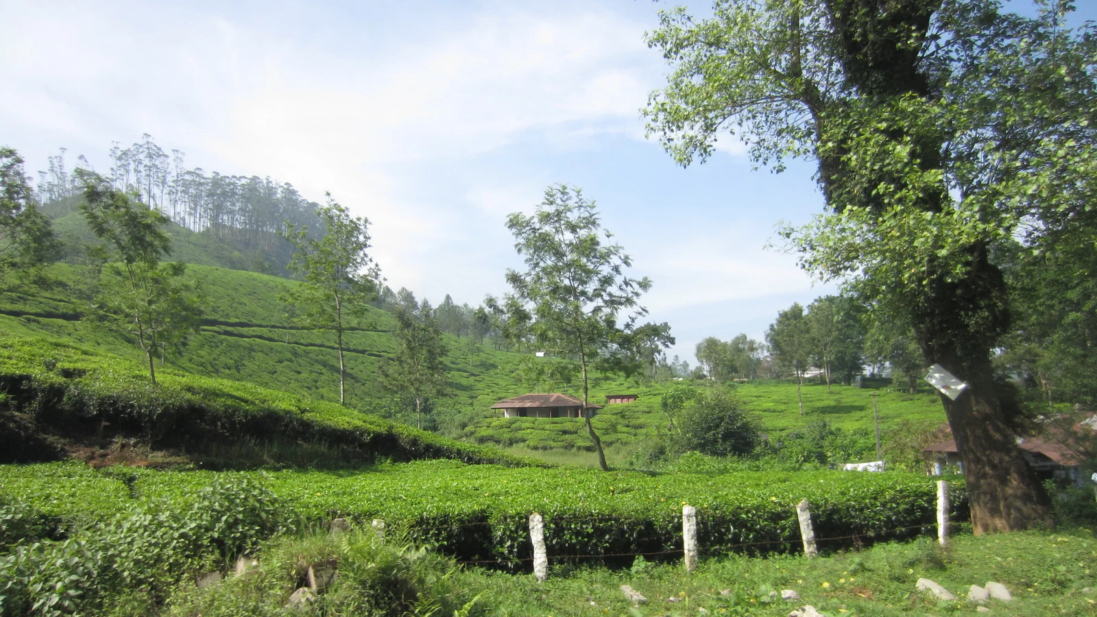 Tea plantations in Munnar - panoramio (3).jpg
