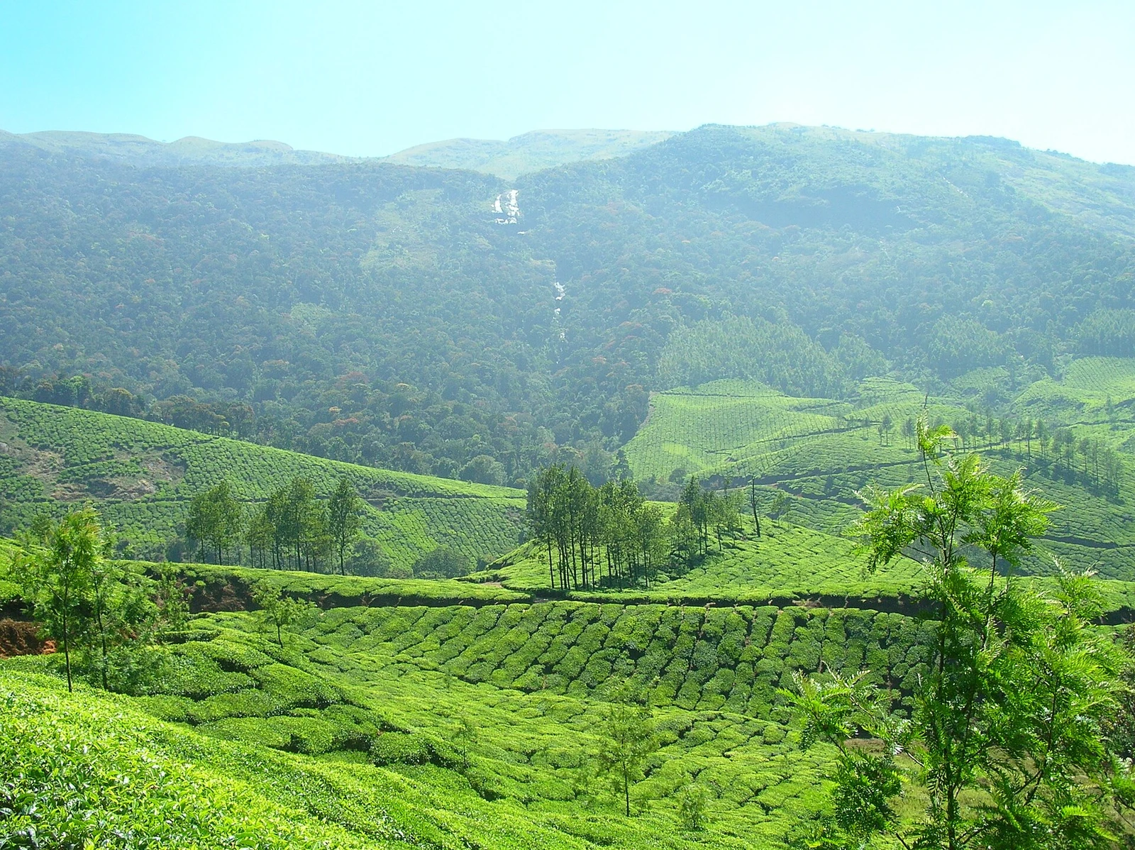 Tea plantations in Munnar.jpg