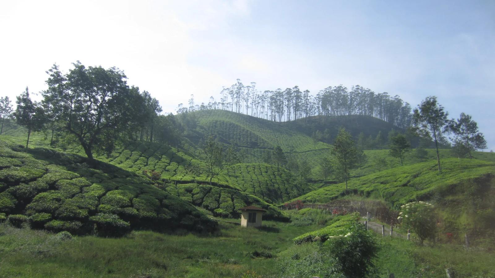 Tea plantations in Munnar - panoramio (4).jpg