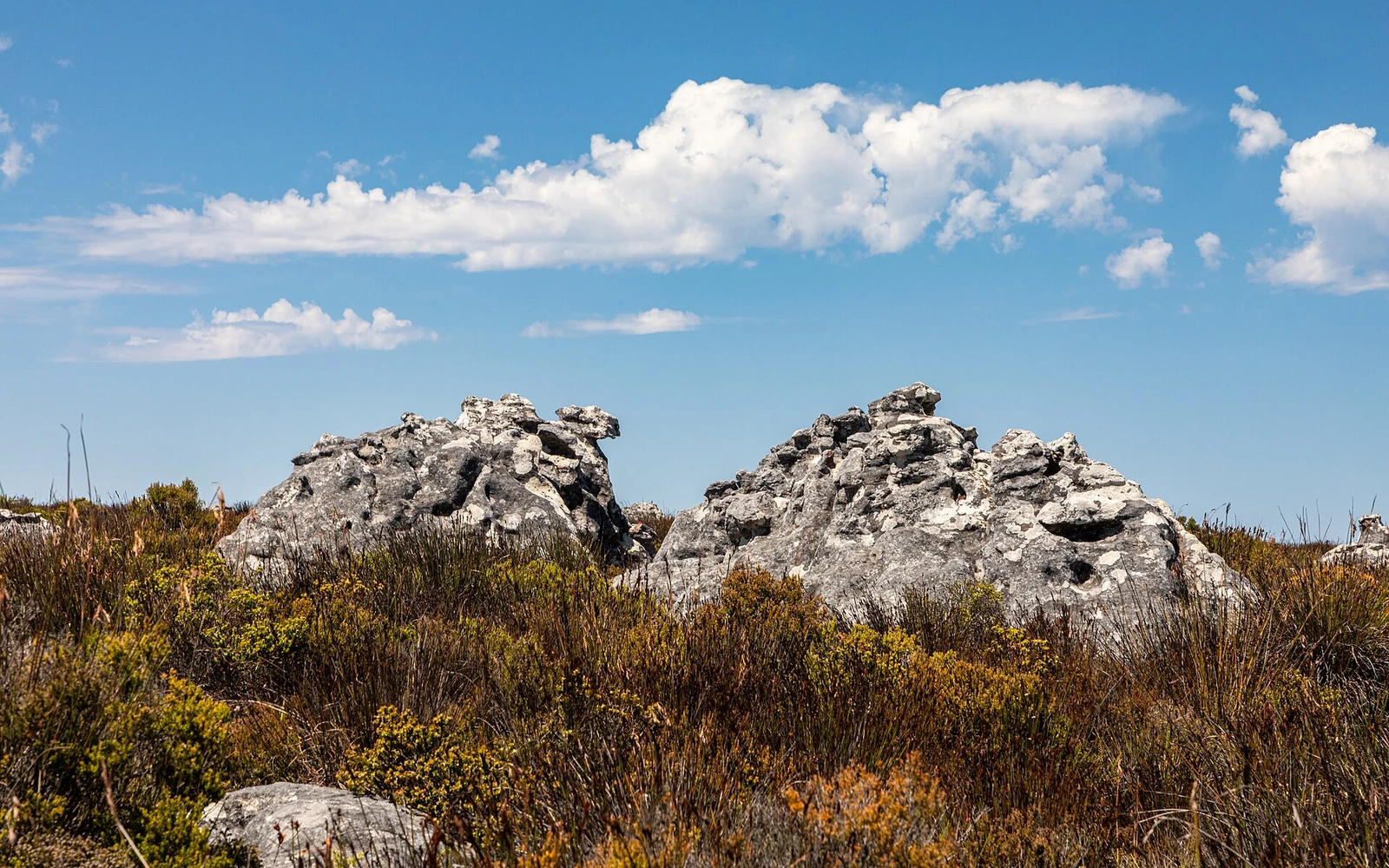 Cape Town (ZA), Table Mountain -- 2024 -- 2825.jpg