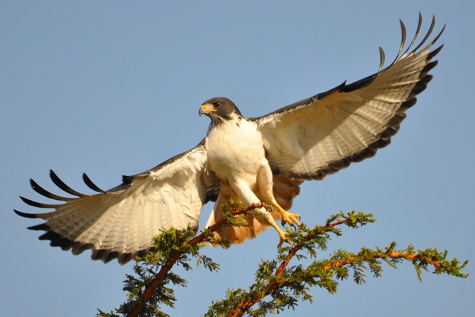 Tanzania