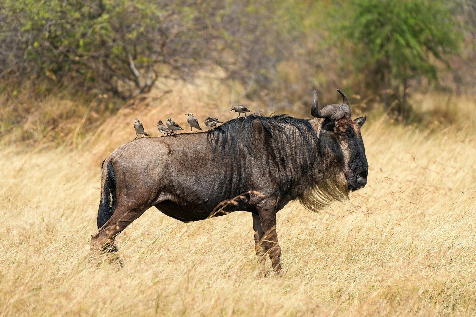 040 Blue wildebeest with wattled starlings in the Serengeti National Park Photo by Giles Laurent.jpg