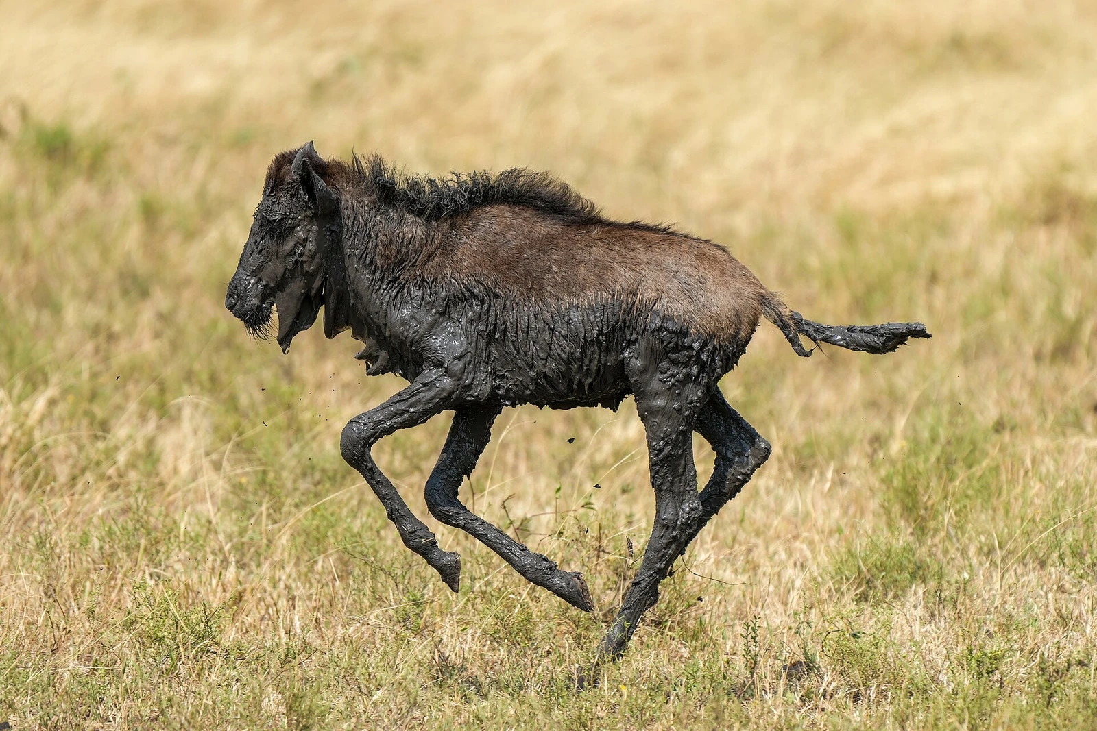 039 Juvenile blue wildebeest covered in mud running in the Serengeti National Park Photo by Giles Laurent.jpg