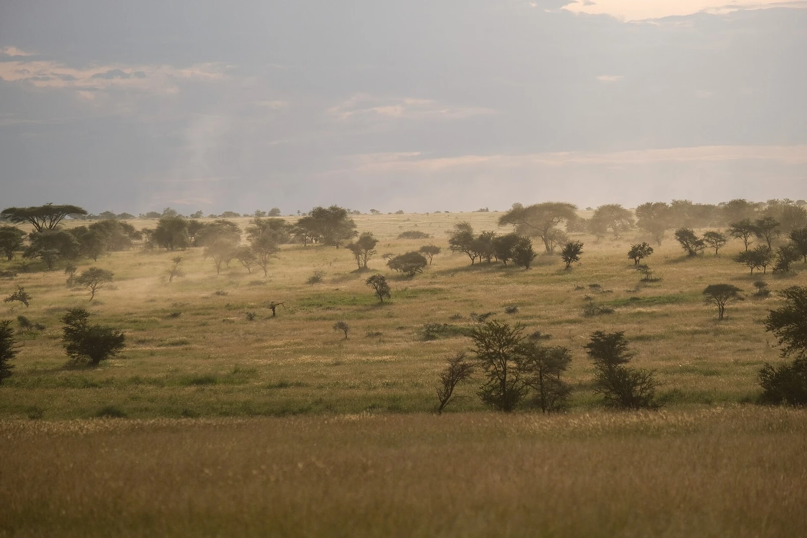 Serengeti Landscape with dust and tees.jpg