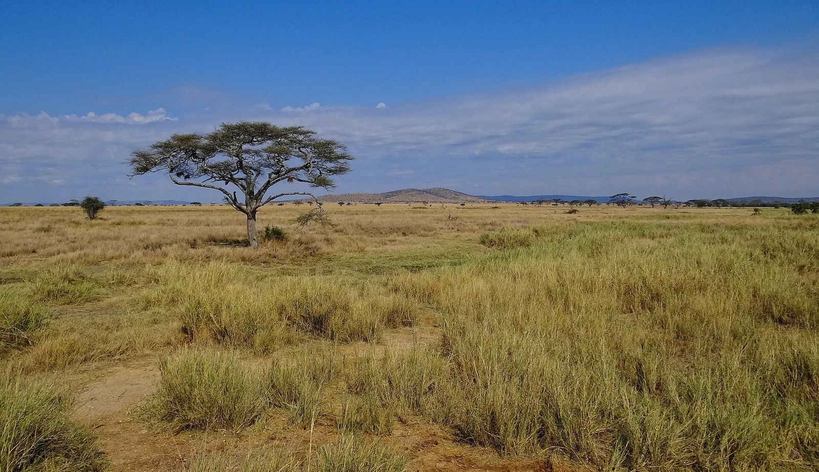 Serengeti-Landscape-2012.JPG