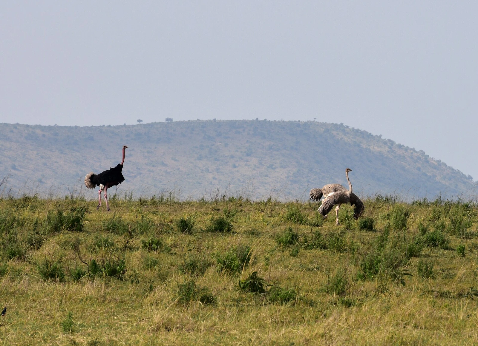 Serengeti landscape (7) (28551903201).jpg