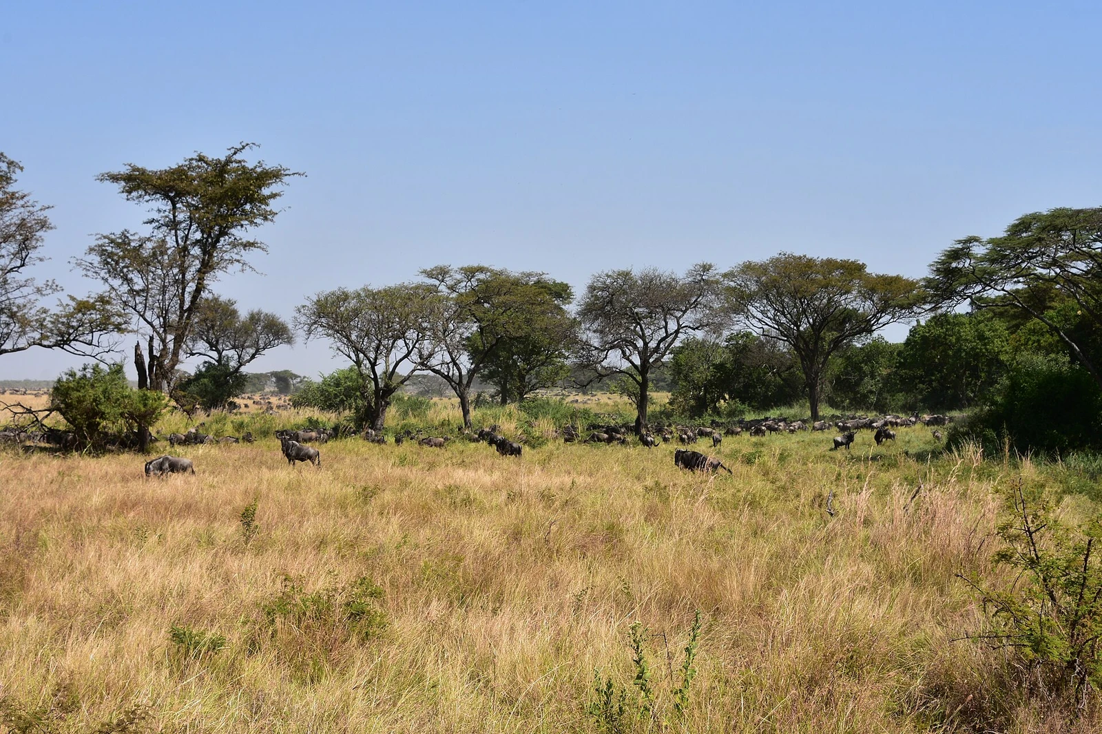 Serengeti landscape (8) (28524158712).jpg